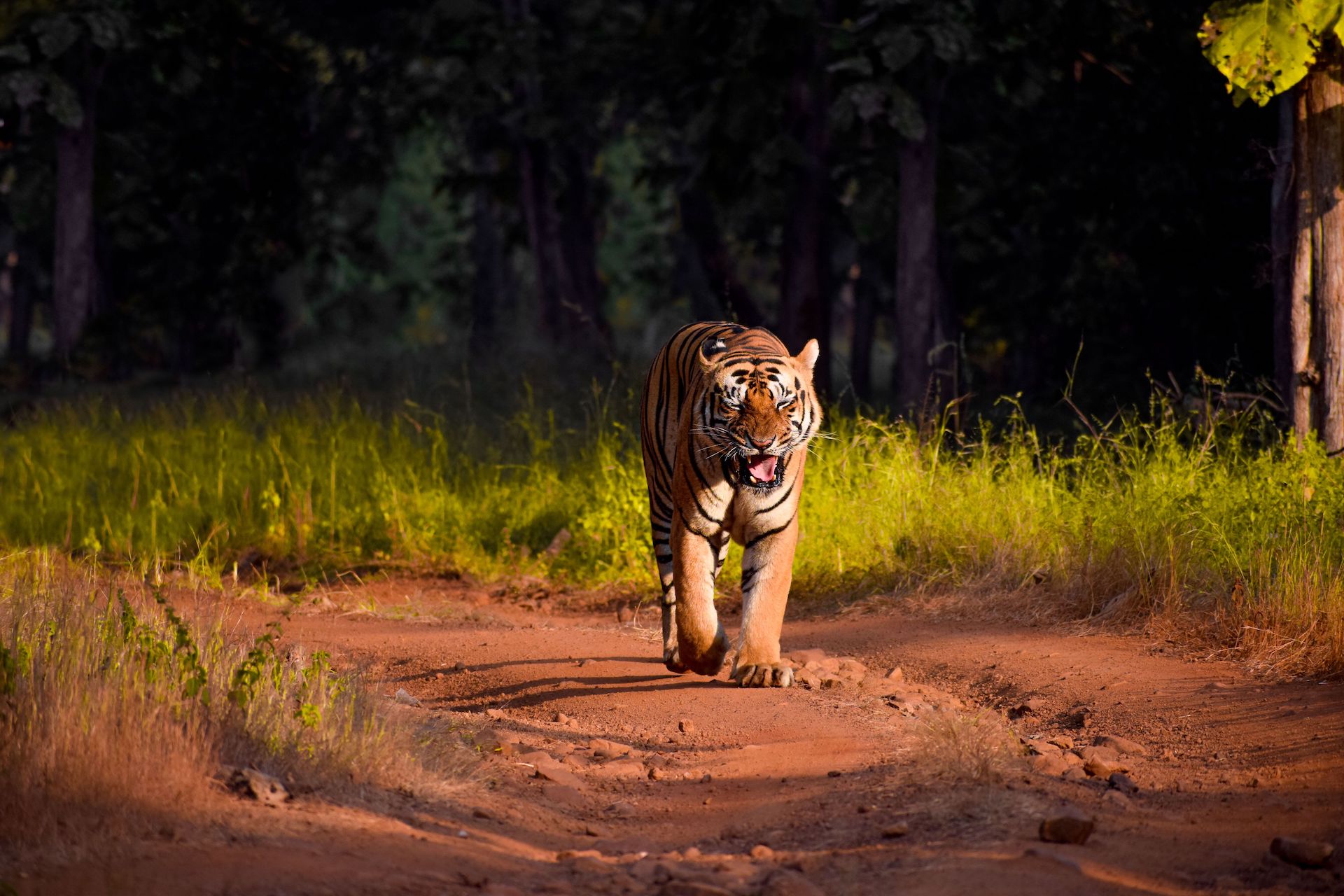 A majestic tiger walks through a lush grassland illuminated by light