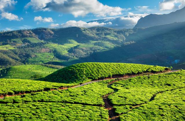 Tea plantations in Kerala, India